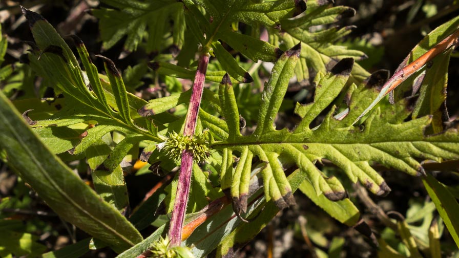 Lycopus exaltatus (Lamiaceae)